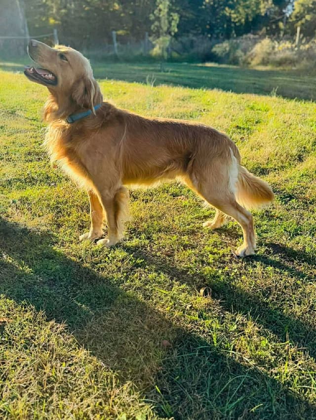 Golden Retriever Puppies media 7