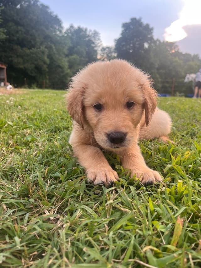 Golden Retriever Puppies media 4