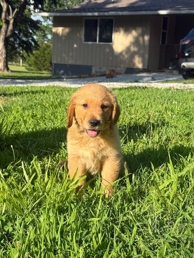 Golden Retriever Puppies media 2