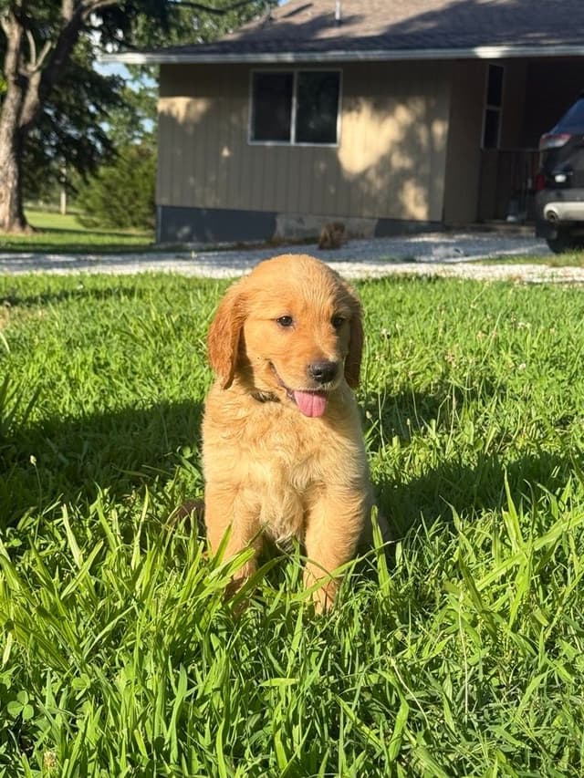 Golden Retriever Puppies media 3