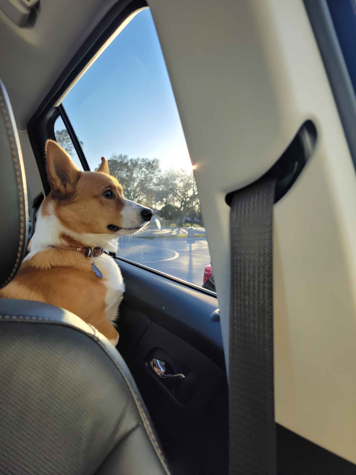Pembroke Welsh Corgi Puppies breeder image 3