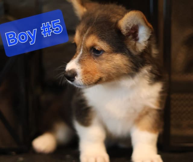 Pembroke Welsh Corgi Puppies media 2
