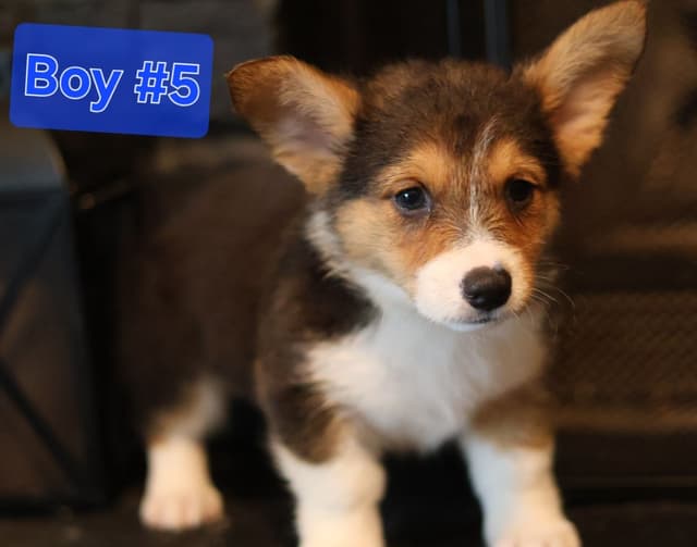 Pembroke Welsh Corgi Puppies media 3