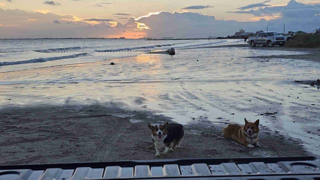 Pembroke Welsh Corgi Puppies media 5