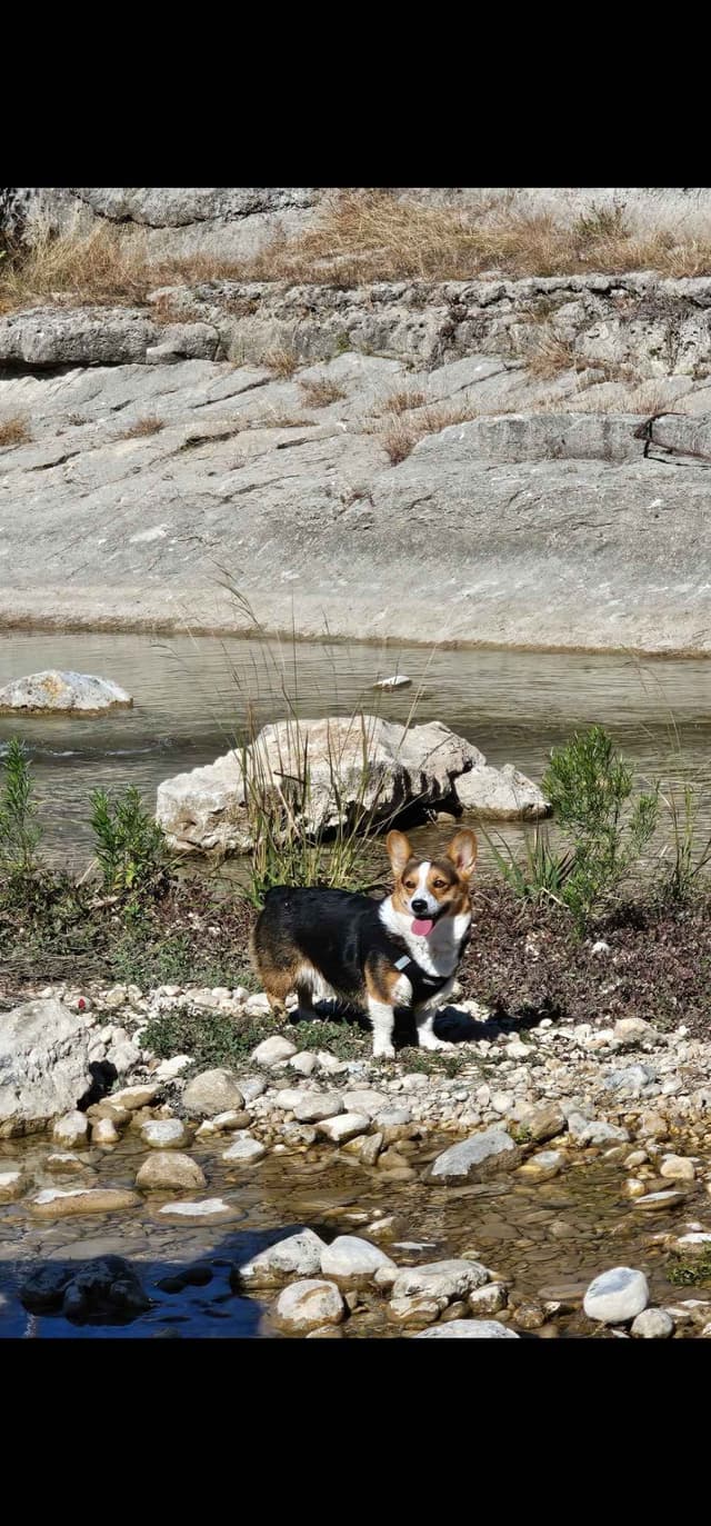 Pembroke Welsh Corgi Puppies media 7