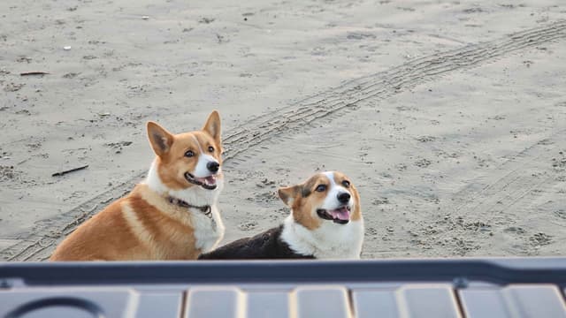 Pembroke Welsh Corgi Puppies media 8