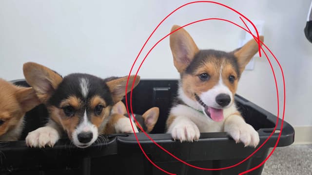 Pembroke Welsh Corgi Puppies media 9