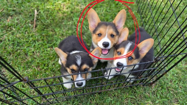 Pembroke Welsh Corgi Puppies media 10