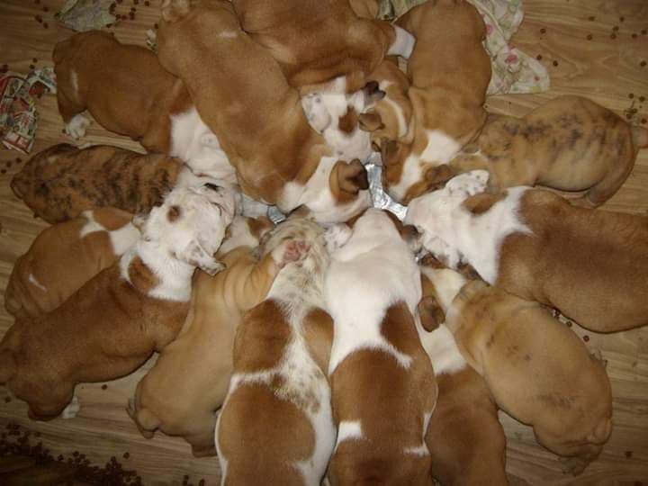 Bulldog Puppies breeder image 1