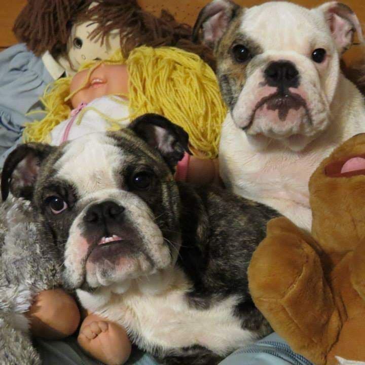 Bulldog Puppies breeder image 2