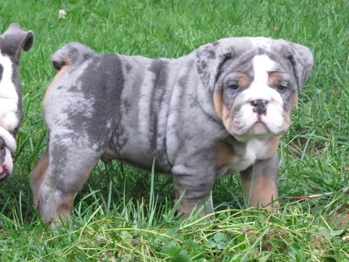Bulldog Puppies breeder image 3