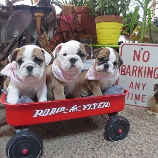 Bulldog Puppies breeder image 4