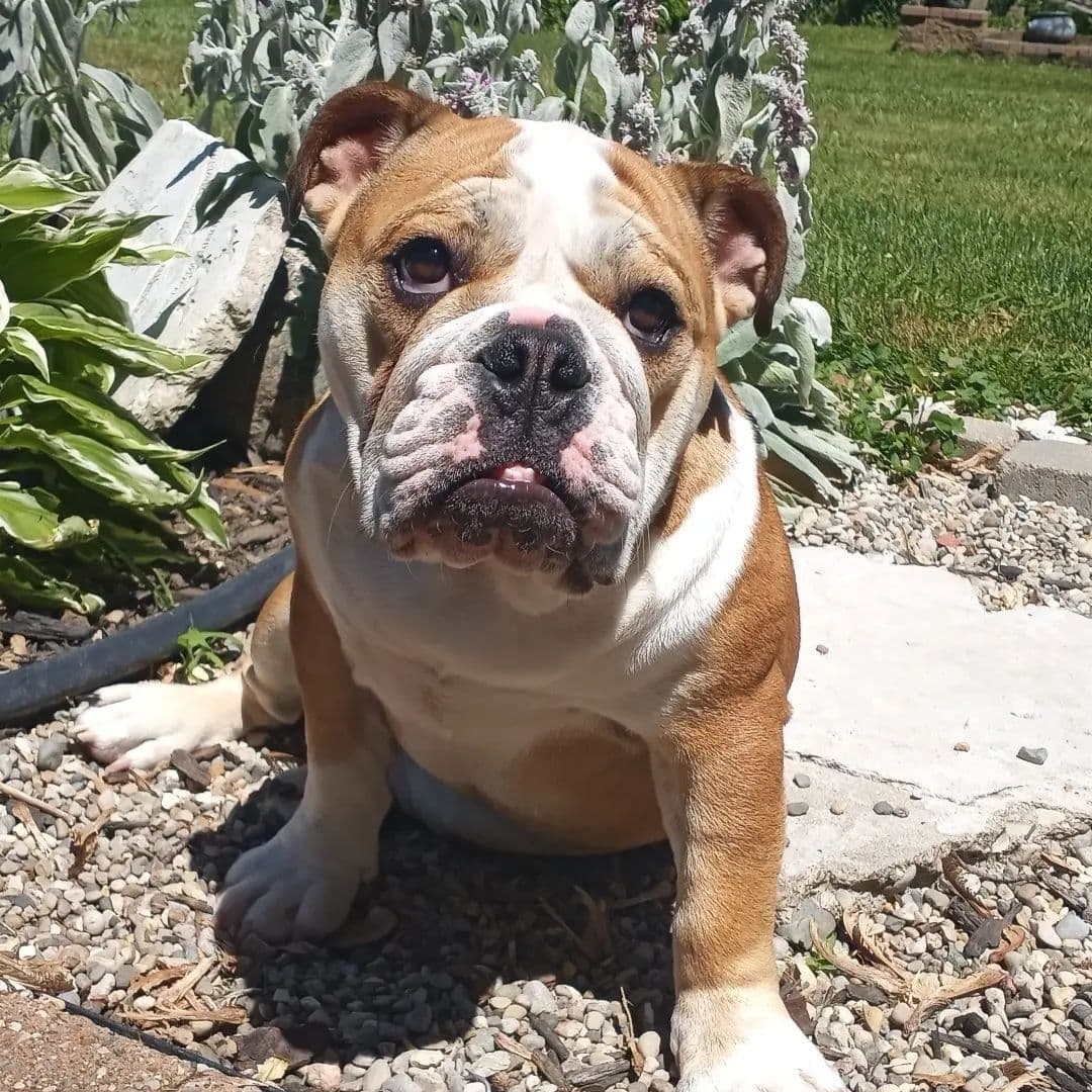 Bulldog Puppies breeder image 6