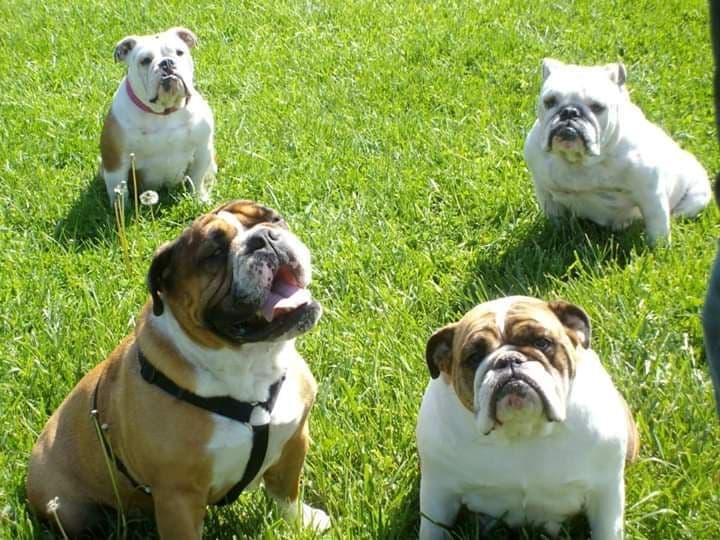Bulldog Puppies breeder image 9