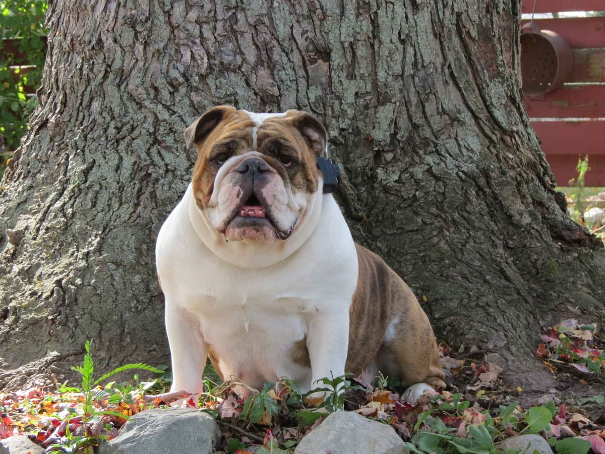 Bulldog Puppies breeder image 10