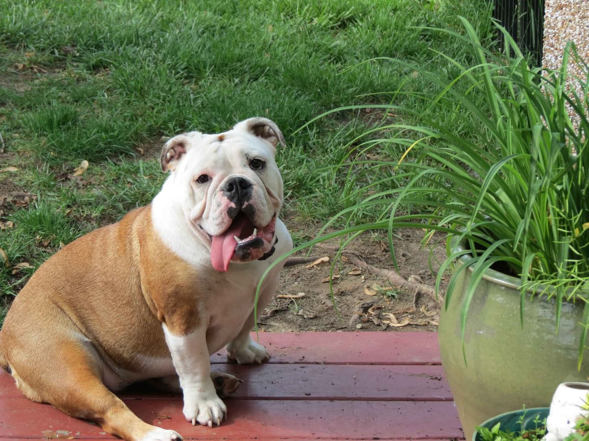 Bulldog Puppies breeder image 11