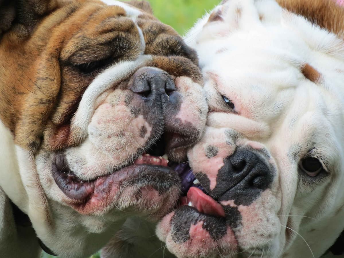 Bulldog Puppies breeder image 13