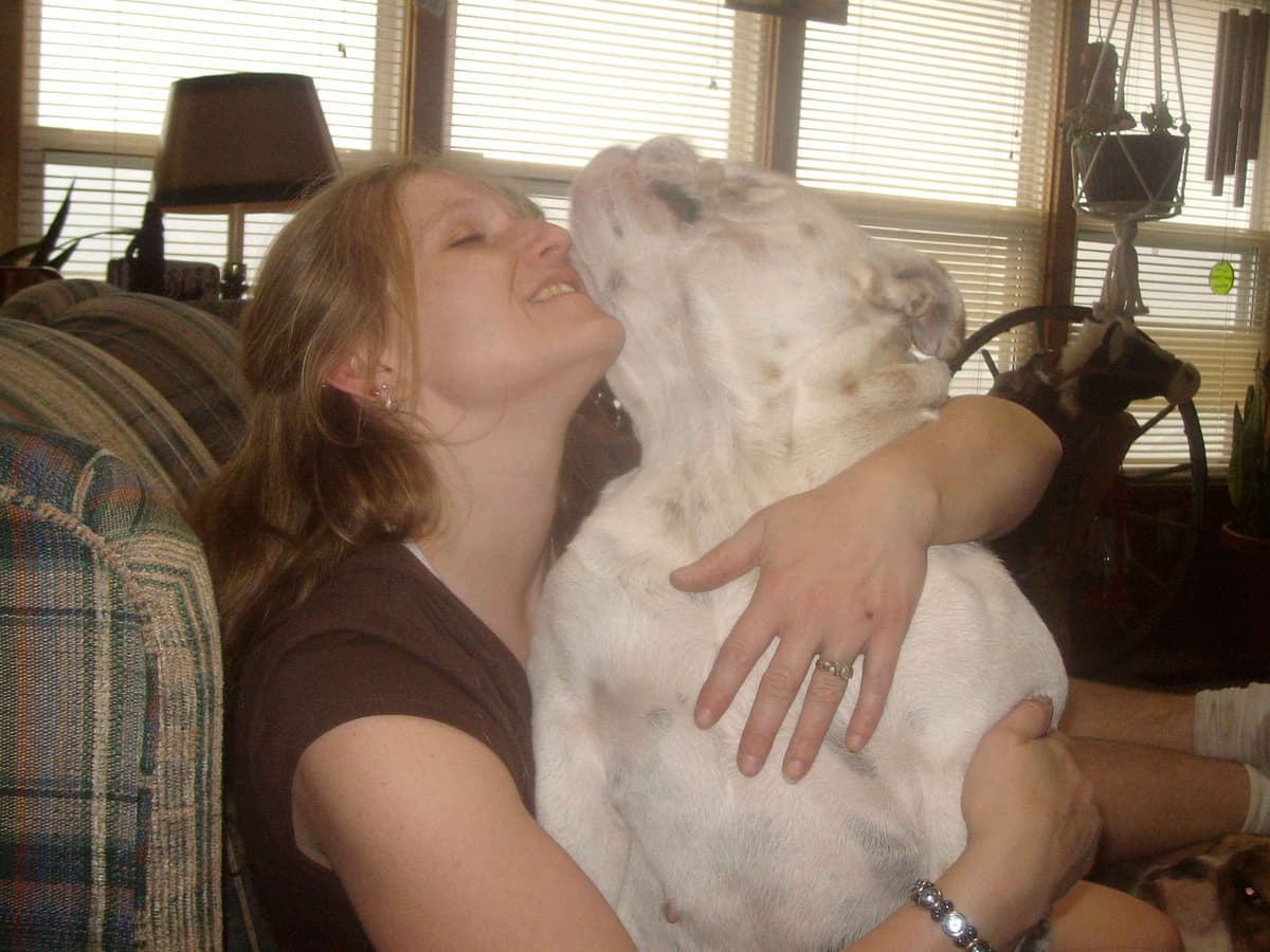 Bulldog Puppies breeder image 14