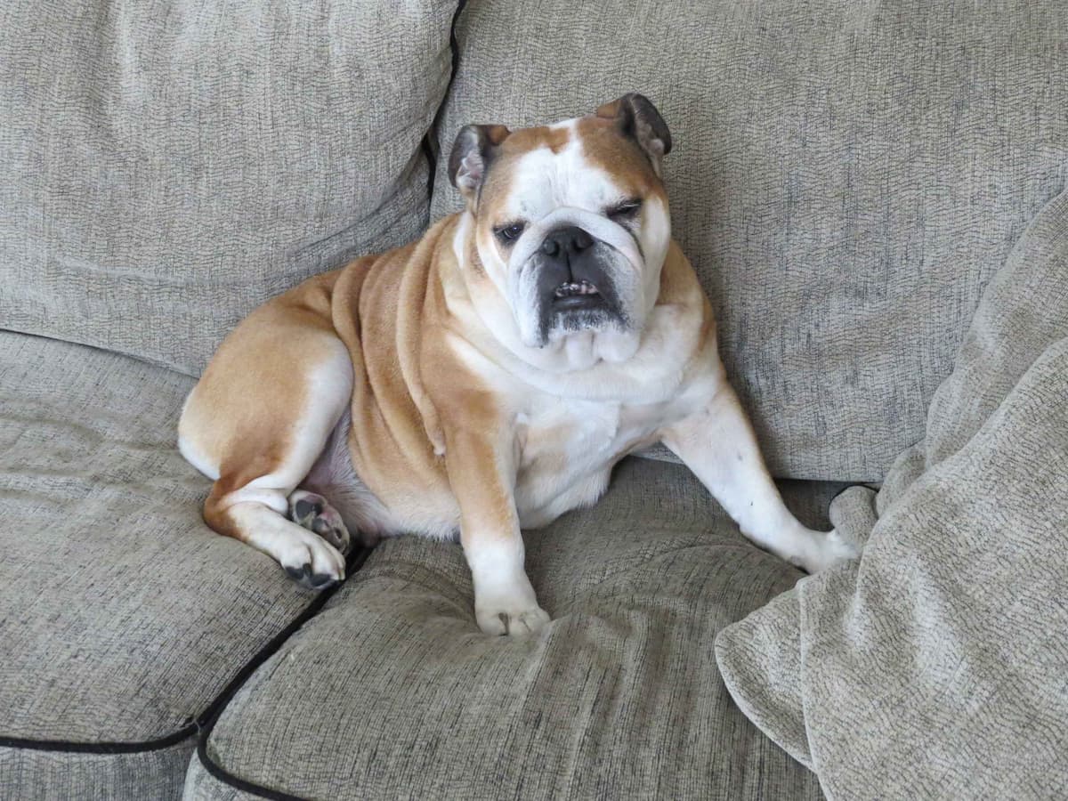 Bulldog Puppies breeder image 15