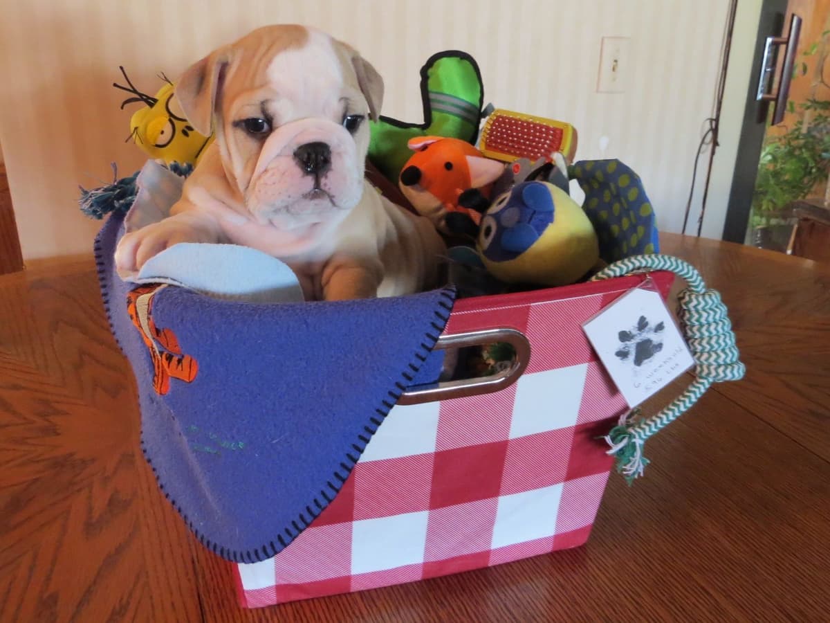 Bulldog Puppies breeder image 16