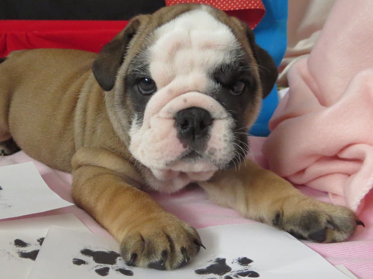 Bulldog Puppies breeder image 18