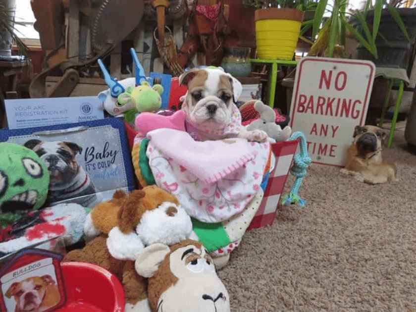 Bulldog Puppies breeder image 19