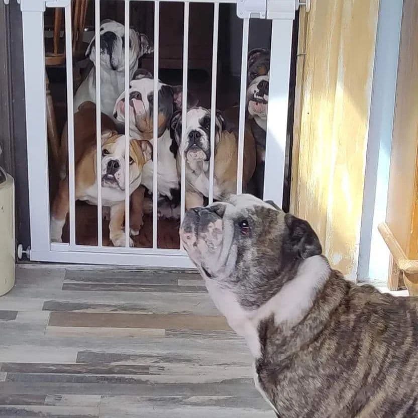 Bulldog Puppies breeder image 20