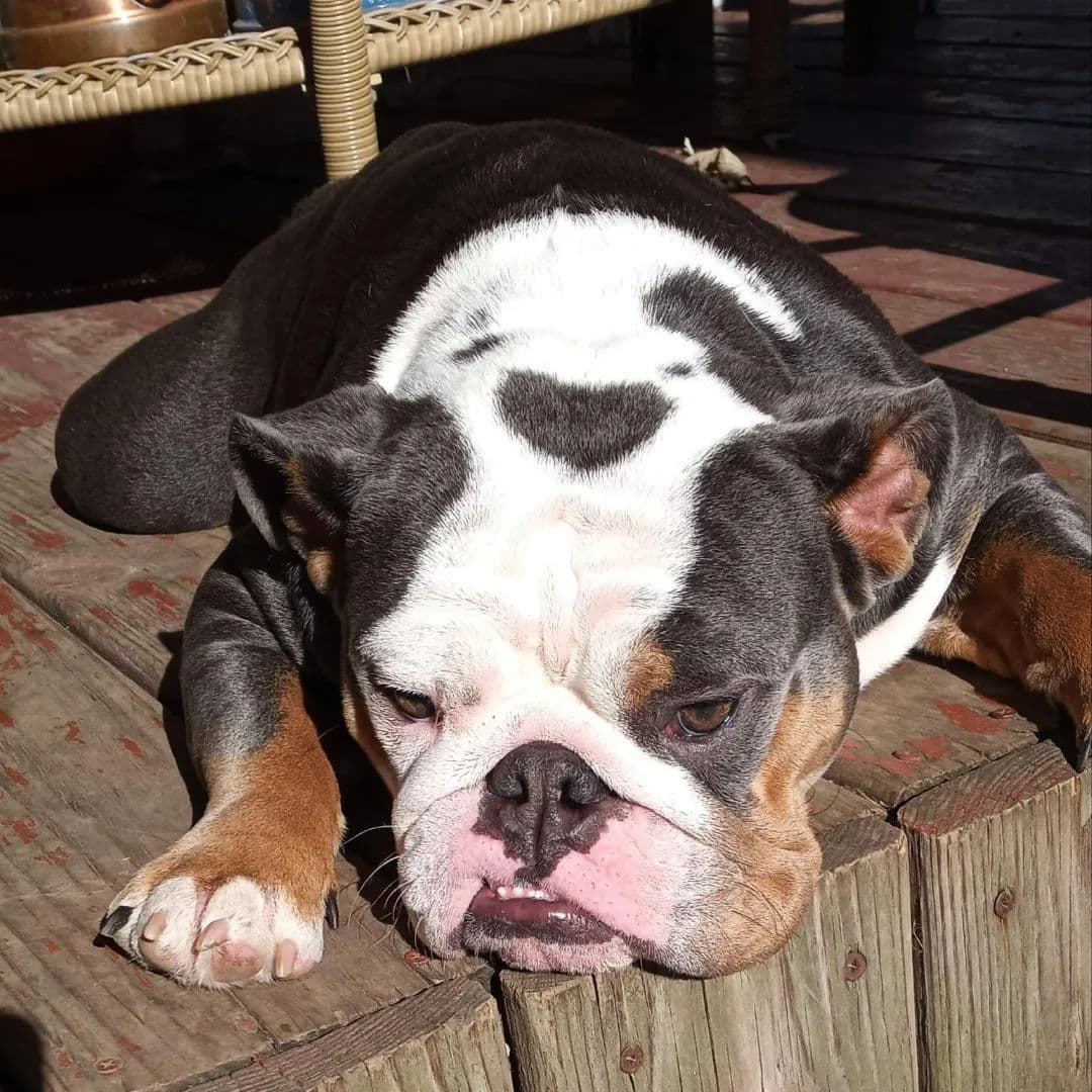 Bulldog Puppies breeder image 21
