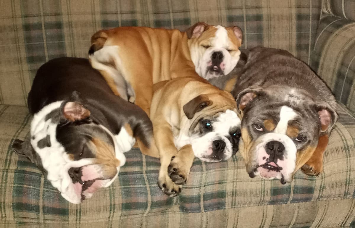 Bulldog Puppies breeder image 30