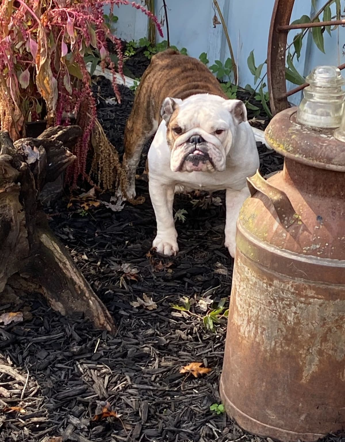 Bulldog Puppies breeder image 24