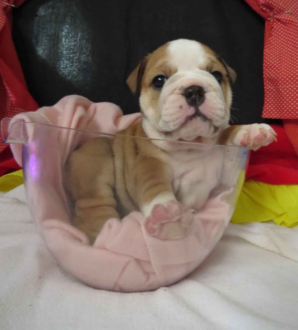 Bulldog Puppies breeder image 26