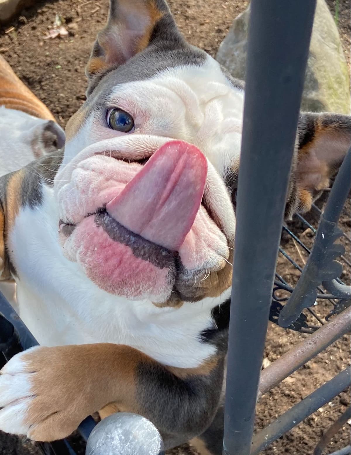 Bulldog Puppies breeder image 28