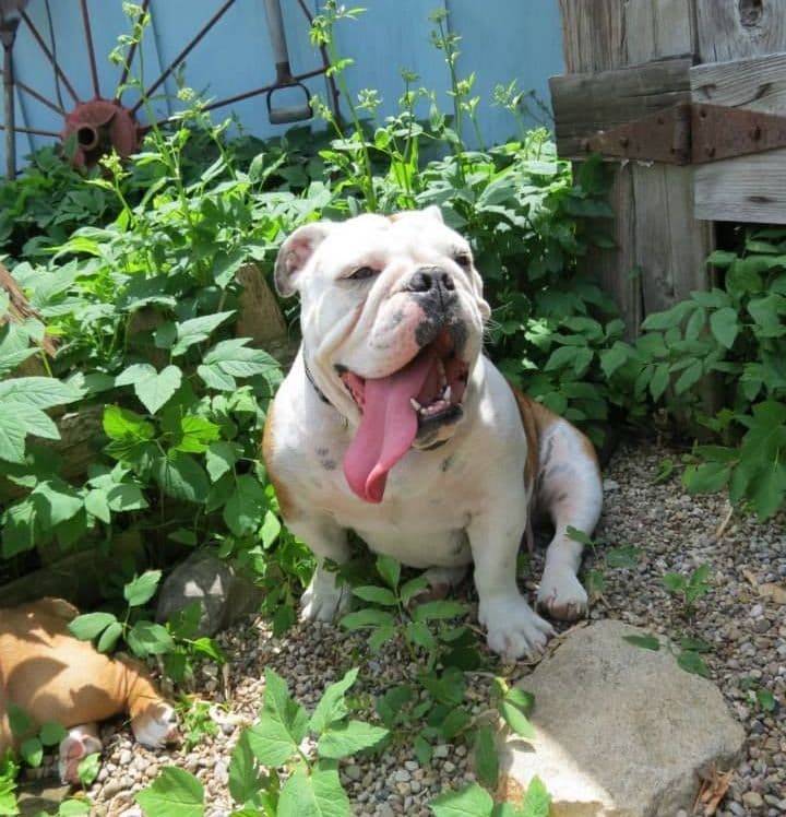 Bulldog Puppies breeder image 29