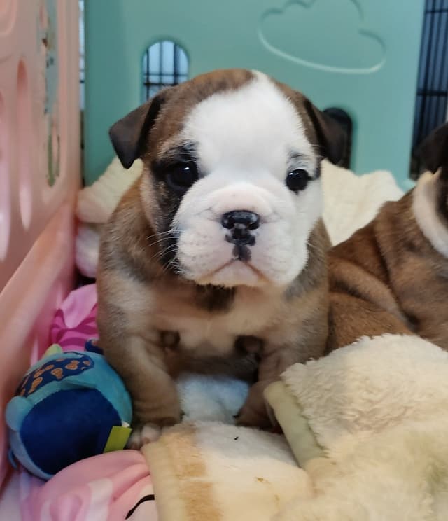 Bulldog Puppies media 7
