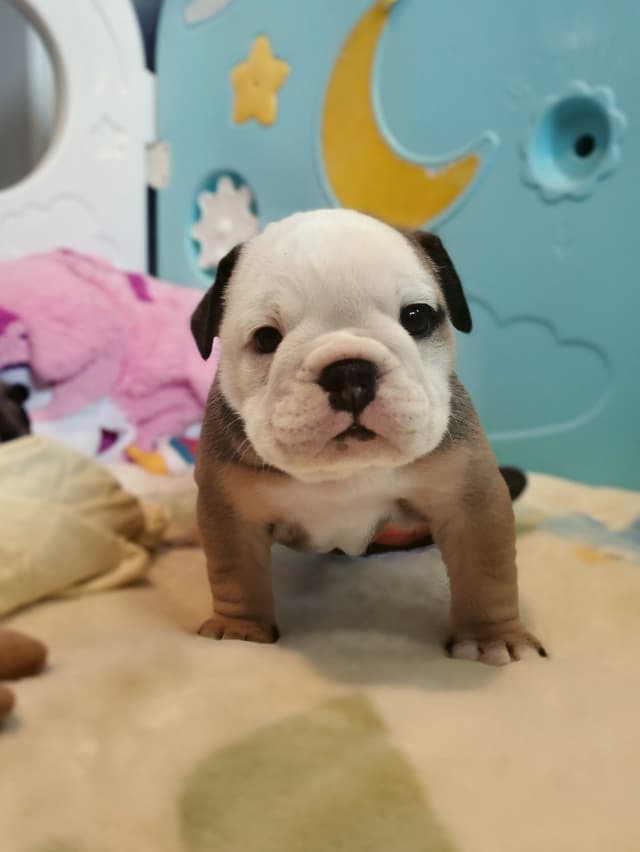 Bulldog Puppies media 8
