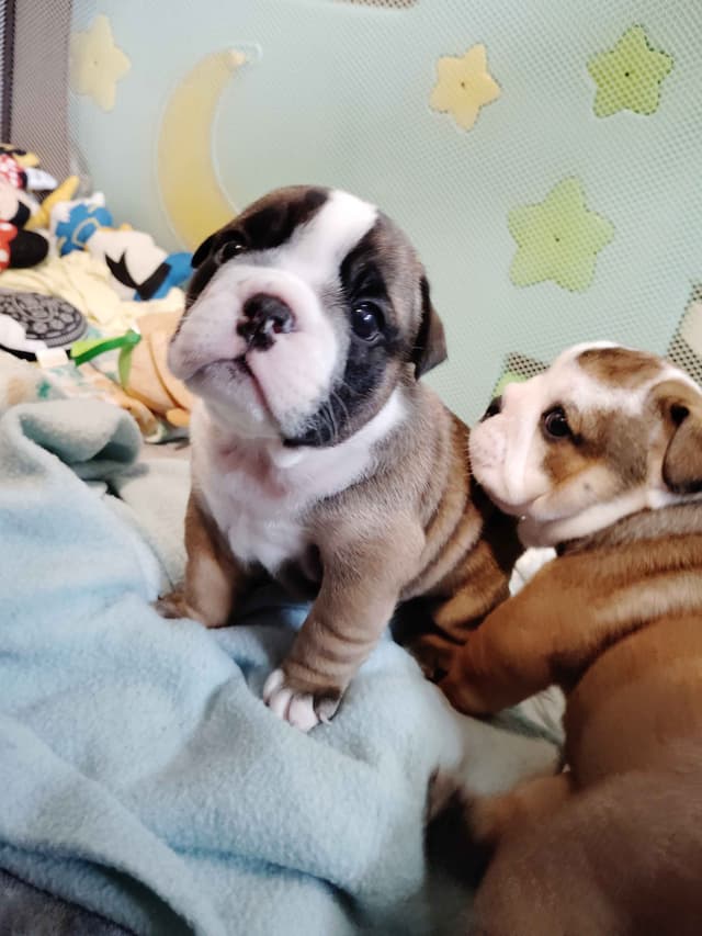 Bulldog Puppies media 9