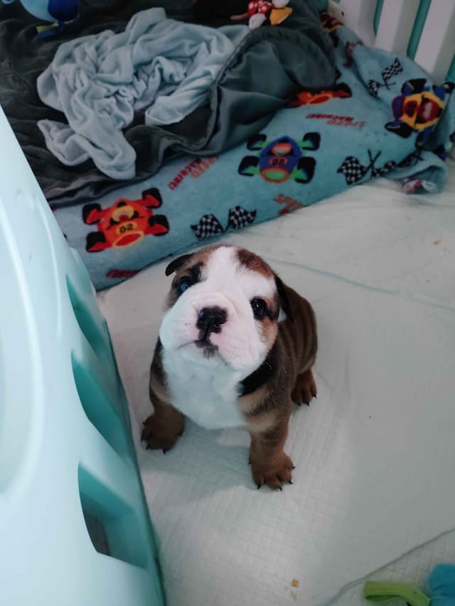 Bulldog Puppies media 10