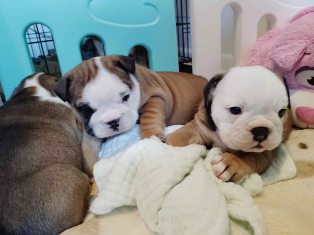 Bulldog Puppies media 11