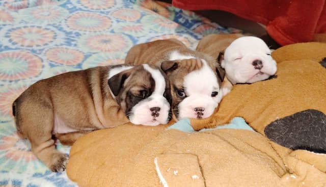 Bulldog Puppies media 13