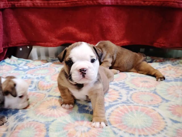 Bulldog Puppies media 15