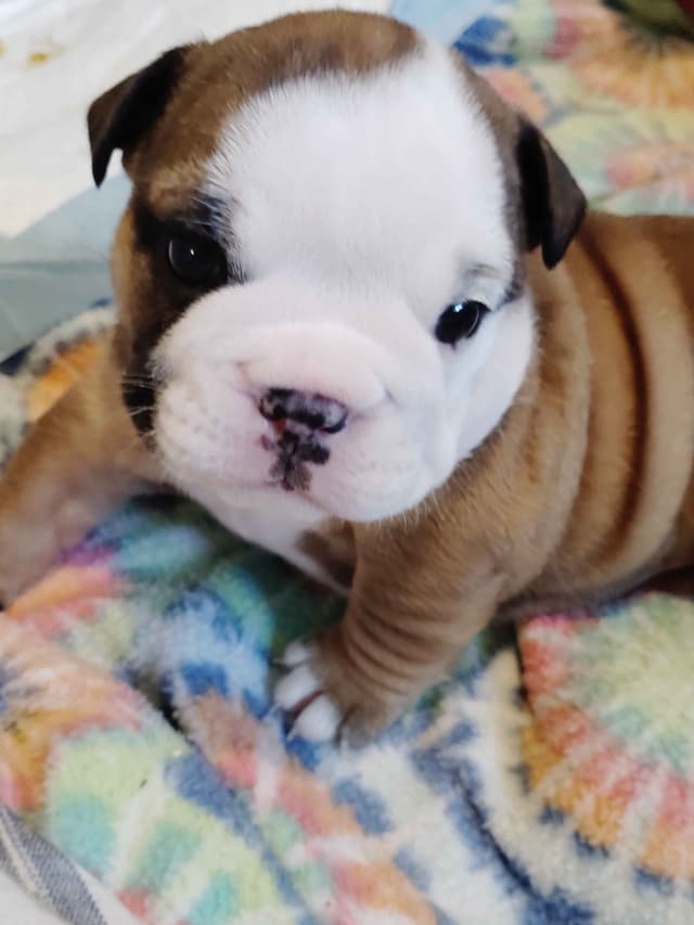 Bulldog Puppies media 16