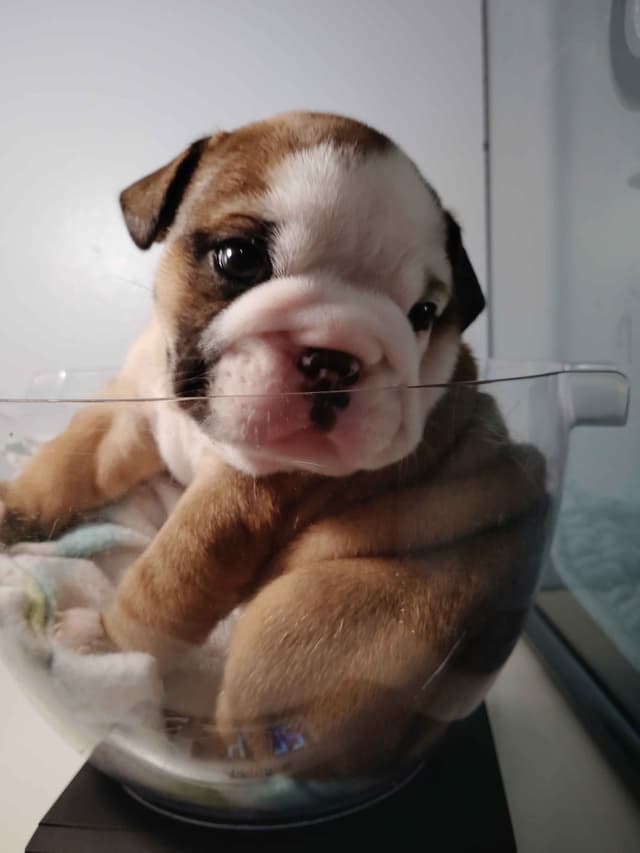 Bulldog Puppies media 17