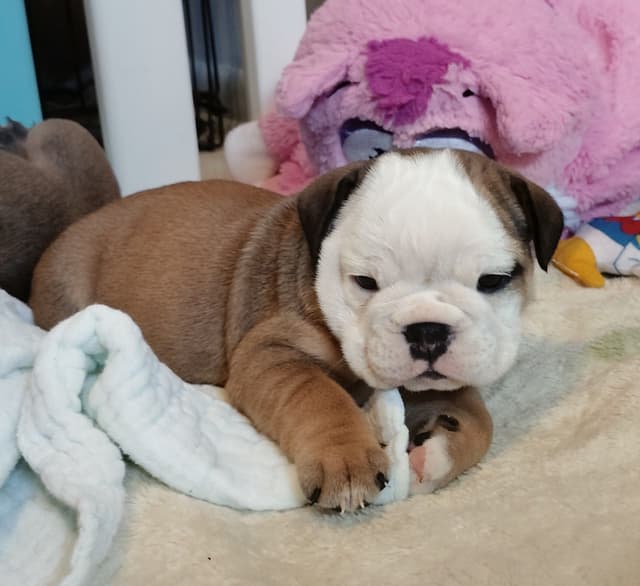 Bulldog Puppies media 18