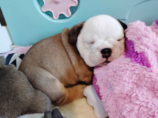 Bulldog Puppies media 19