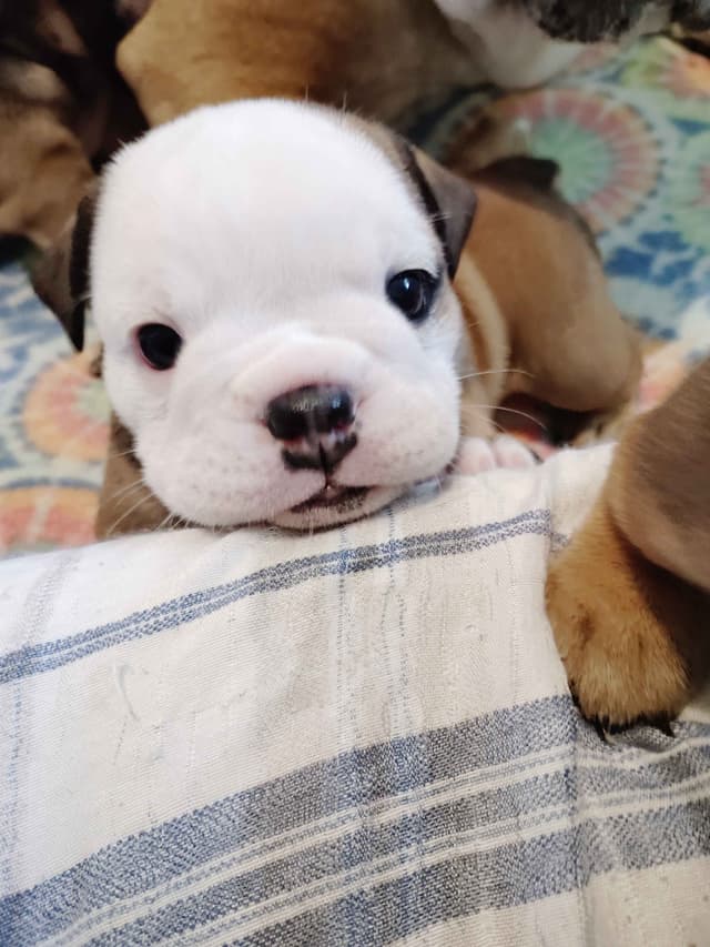 Bulldog Puppies media 20