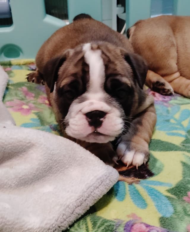 Bulldog Puppies media 21