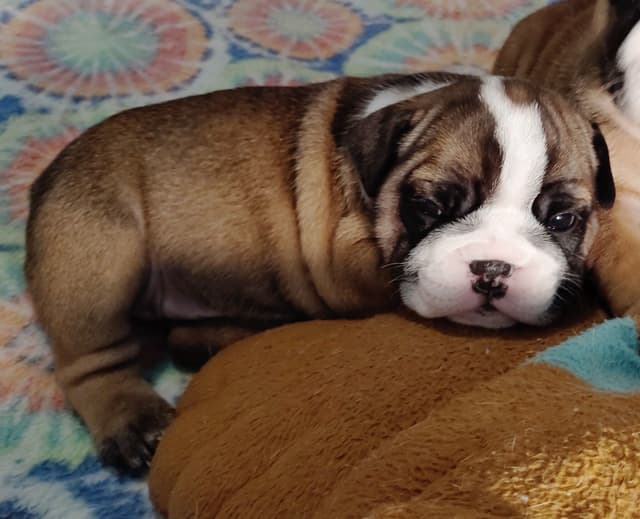 Bulldog Puppies media 22