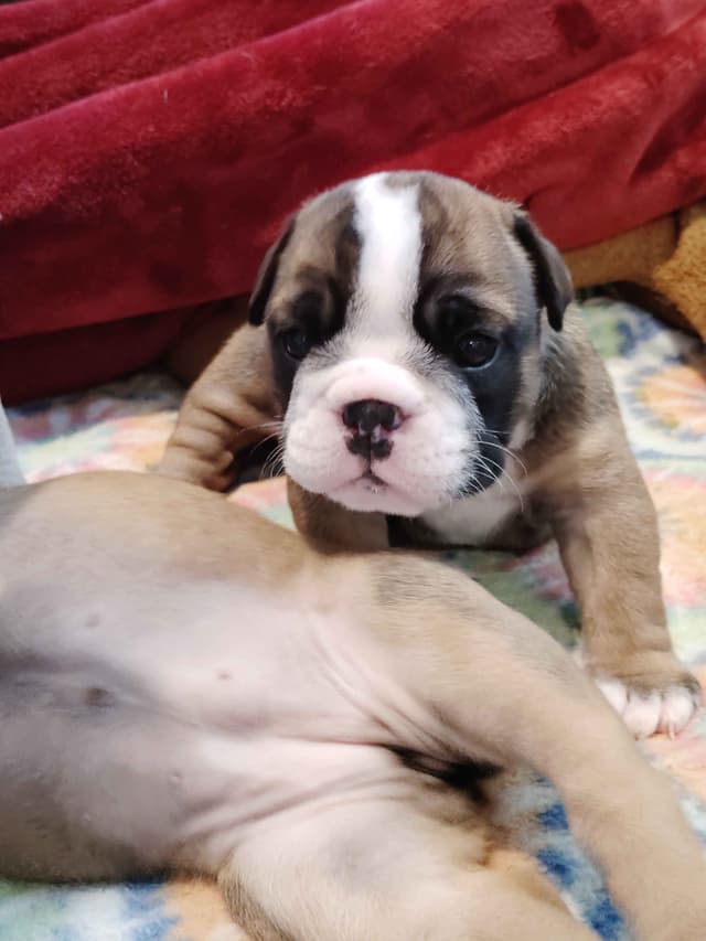Bulldog Puppies media 23