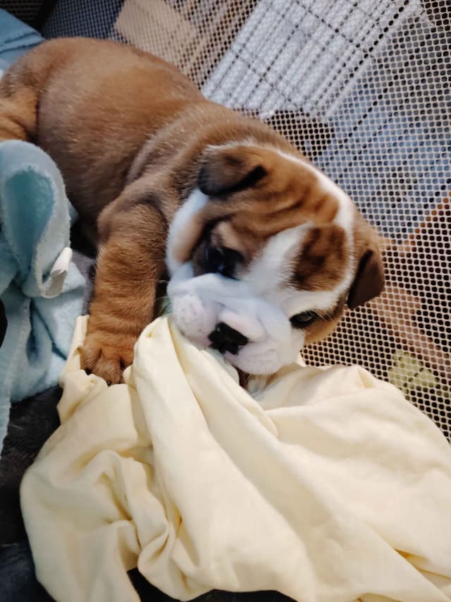 Bulldog Puppies media 24