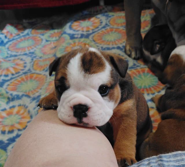 Bulldog Puppies media 25
